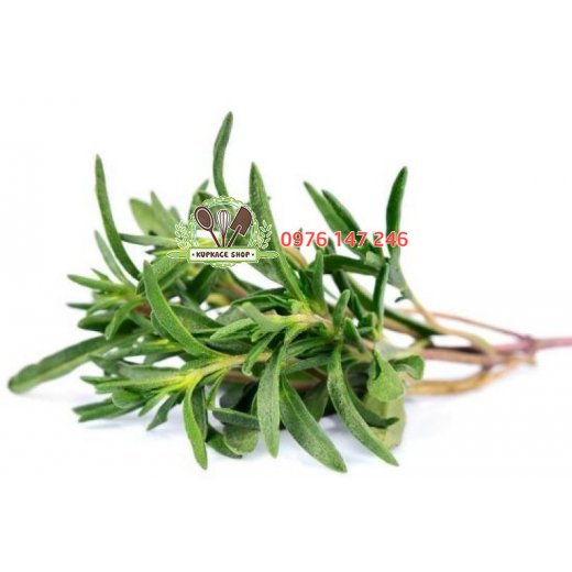 Cỏ xạ hương Thyme