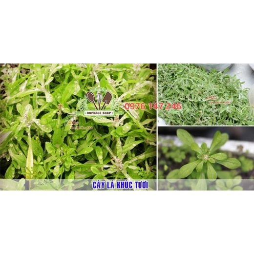 Bột lá khúc CQ 50gr